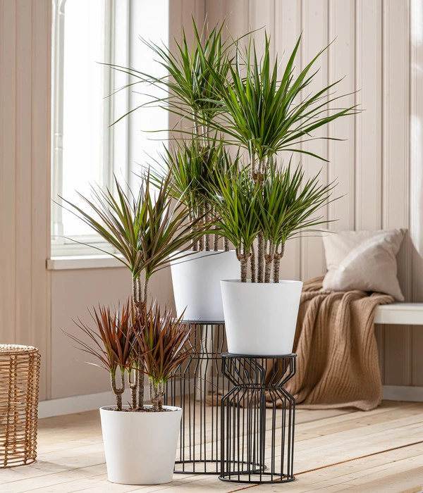 Drachenbaum - Dracaena Marginata, Karussell 2 Drachenbaum - Dracaena Marginata, Karussell – Bild 2