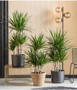 Drachenbaum - Dracaena Marginata, Karussell 6 Drachenbaum - Dracaena Marginata, Karussell -Pflanzen Promotion Geschäft 8272809 WE MO 001 DrachenbaumT24 Monatspflanze Oktober