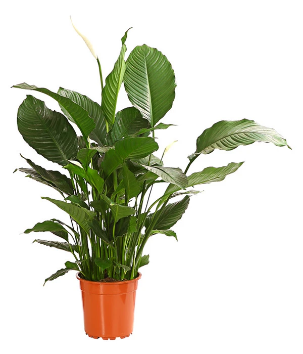 Einblatt - Spathiphyllum Wallisii 'Silvana' 1 Einblatt - Spathiphyllum Wallisii 'Silvana'