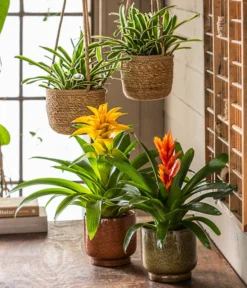 Pflanzen Promotion Geschäft -Pflanzen Promotion Geschäft 8280885 8755290 WE MO 001 Vrisea orangeT12