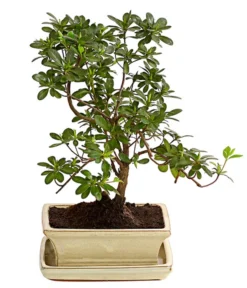 Outdoor-Bonsai Japanische Azalee - Azalee Japonica