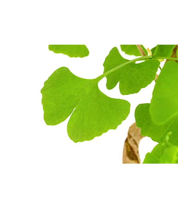 Outdoor-Bonsai Ginkgobaum - Ginkgo Biloba 2 Outdoor-Bonsai Ginkgobaum - Ginkgo Biloba – Bild 2