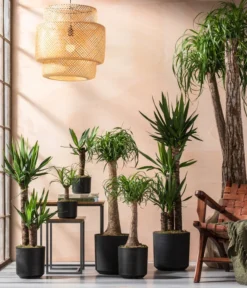 Yucca-Palme - Yucca Elephantipes -Pflanzen Promotion Geschäft 8286429 8286114 8532624 8532624 8207961 8705634 WE MO 001 YuccaundBeaucarnea