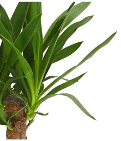 Yucca-Palme - Yucca Elephantipes -Pflanzen Promotion Geschäft 8286429 WE DE 001 YuccaElephantipesT13DehnerExpressHerzig