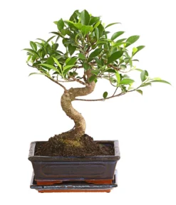 Chinesische Feige - Ficus Retusa 'Ginseng', In Keramik, Eckig