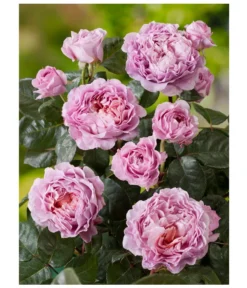 Nostalgie®-Edelrose 'Eisvogel®' -Pflanzen Promotion Geschäft 8294977 PR DE 001 NostalgieEdelroseEisvogelRosenTantau