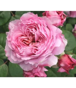 Nostalgie®-Edelrose 'Eisvogel®' -Pflanzen Promotion Geschäft 8294977 PR DE 013 NostalgieEdelroseEisvogelTantau