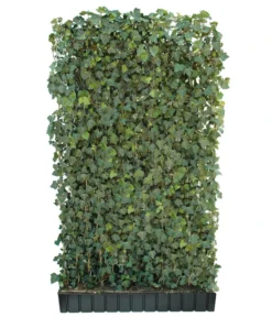 Hecke Am Laufenden Meter® 'Woerneri' - Efeu, Ca. 200 Cm