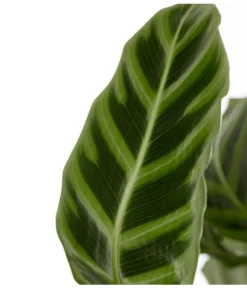 Korbmarante - Calathea Zebrina -Pflanzen Promotion Geschäft 8297236 PR DE 001 CalatheaZebrinaKorbmaranteT19DehnerExpressZS