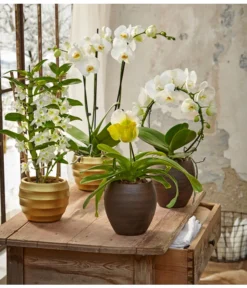 Traubenorchidee -Pflanzen Promotion Geschäft 8297772 8250813 8280935 8258238 PR MO 005 OrchideenGC23