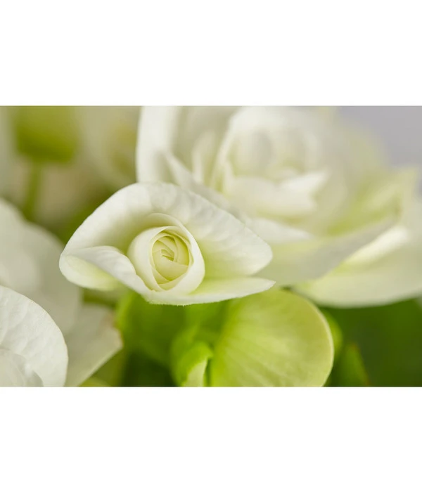 Elatior-Begonie - Begonia Elatior 3 Elatior-Begonie - Begonia Elatior – Bild 3