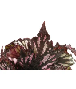 Blattbegonie - Begonia Rex Hybride, Verschiedene Sorten -Pflanzen Promotion Geschäft 8299638 WE DE 001 BegoniaRexMixT12