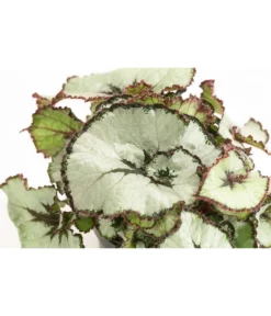 Blattbegonie - Begonia Rex Hybride, Verschiedene Sorten -Pflanzen Promotion Geschäft 8299638 WE DE 002 BegoniaRexMixT12