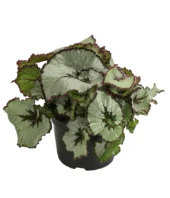 Blattbegonie - Begonia Rex Hybride, Verschiedene Sorten