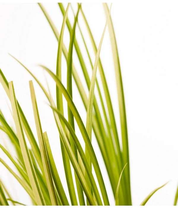 Dehner Kalmus 2 Dehner Kalmus – Bild 2