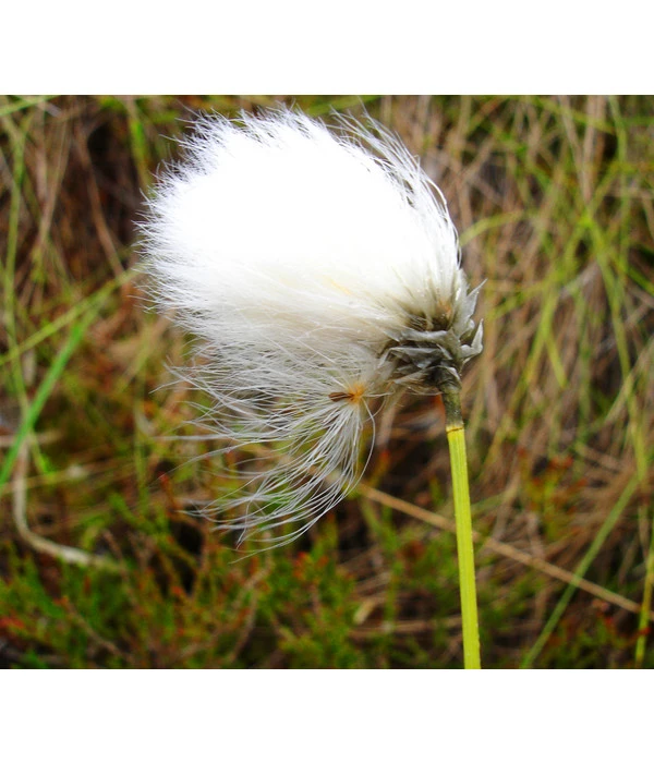 Schmalblättriges Wollgras 3 Schmalblättriges Wollgras – Bild 3