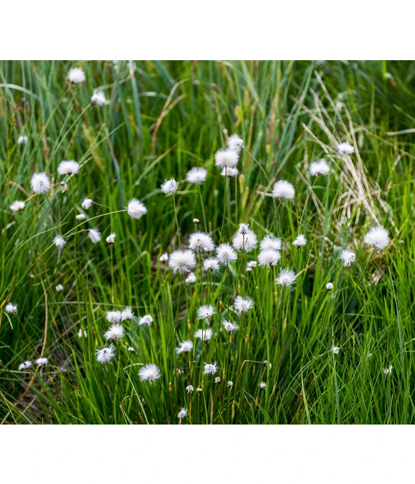 Schmalblättriges Wollgras 2 Schmalblättriges Wollgras – Bild 2