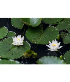 Dehner Seerose -Pflanzen Promotion Geschäft 8315905 PR MO 002 NymphaeaSeeroseWeissLucknerJuni2015