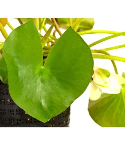 Dehner Seerose -Pflanzen Promotion Geschäft 8315905 WE DE 001 SeeroseWeissNymphaeaHybrideWeissT14DehnerExpressHerzig