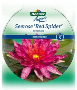Dehner Seerose 'Red Spider' -Pflanzen Promotion Geschäft 8315939 Seerose Red Spider Etikett 1 NEU