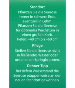 Dehner Seerose 'Red Spider' -Pflanzen Promotion Geschäft 8315939 Seerose Red Spider Etikett 2