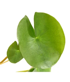 Dehner Seerose 'Red Spider' -Pflanzen Promotion Geschäft 8315939 WE DE 001 SeeroseGezackteBluetenblaetterNymphaeaHybrideT14DehnerExpressHerzig