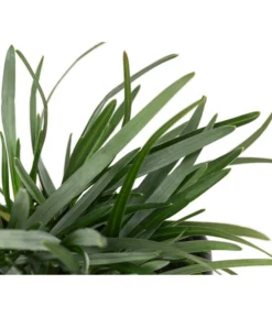 Moor-Blaugras -Pflanzen Promotion Geschäft 8316242 WE DE 003 SesleriaCaeruleaMoorBlaugras