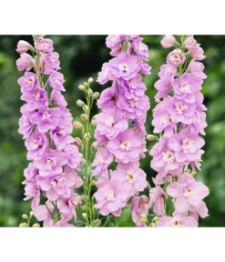 Rittersporn, Verschiedene Farben -Pflanzen Promotion Geschäft 8352759 WE FS 003 RitterspornDelphiniumHybrideRosa