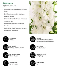 Rittersporn, Verschiedene Farben -Pflanzen Promotion Geschäft 8352783 WE IG 001 RitterspornWeiss