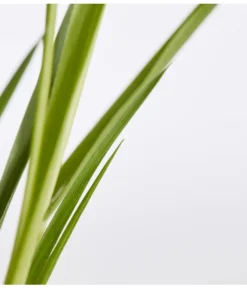 Pampasgras, Rosa 5 Pampasgras, Rosa -Pflanzen Promotion Geschäft 8367328 WE DE 001 PampasgrasCortaderiaSelloanaCortaderiaEvitaRosaT9DehnerExpressZS