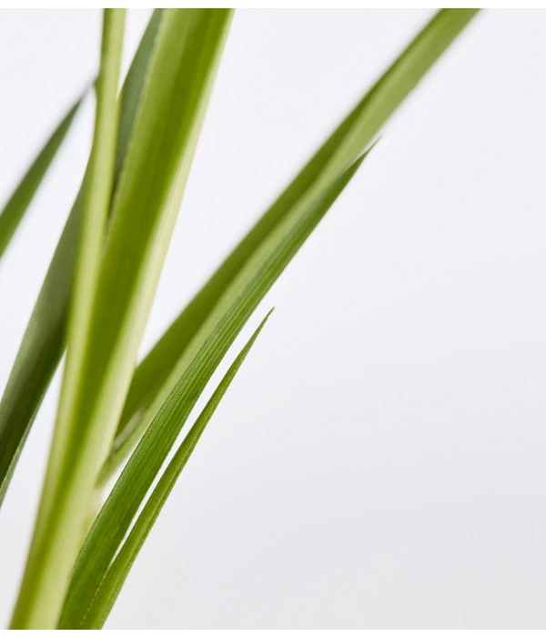 Pampasgras, Rosa 3 Pampasgras, Rosa – Bild 3