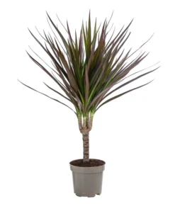 Zimmerpflanzen-Set Drachenhöhle, 4-teilig -Pflanzen Promotion Geschäft 8400103 WE FS 001 DracaenaMarginataMagenta1erTuffT11