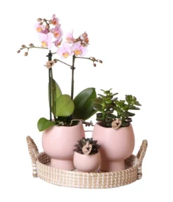 Pflanzen-Arrangement Scandic Nude, 7-teilig