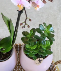 Pflanzen-Arrangement Scandic Nude, 7-teilig -Pflanzen Promotion Geschäft 8400772 WE MO 002 PflanzensetScandicNude