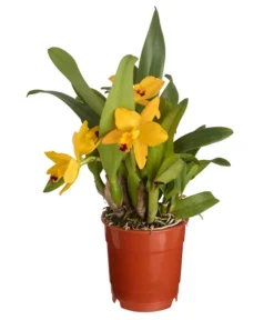 Cattleya-Orchidee - Cattleya Cultivars, Verschiedene Sorten -Pflanzen Promotion Geschäft 8403321 PR FS 001 CattleyaHybrideSunriseT12DehnerExpressZS
