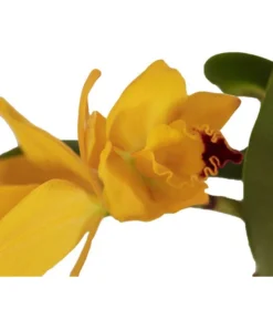 Cattleya-Orchidee - Cattleya Cultivars, Verschiedene Sorten -Pflanzen Promotion Geschäft 8403321 WE DE 001 CattleyaHybrideSunriseT12DehnerExpressZS