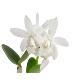 Cattleya-Orchidee - Cattleya Cultivars, Verschiedene Sorten -Pflanzen Promotion Geschäft 8403321 WE DE 001 CattleyaMixT12 DehnerExpressHerzig