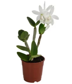 Cattleya-Orchidee - Cattleya Cultivars, Verschiedene Sorten -Pflanzen Promotion Geschäft 8403321 WE FS 001 CattleyaMixT12 DehnerExpressHerzig