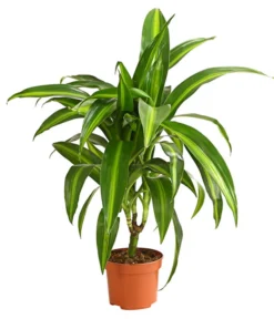 Drachenbaum - Dracaena Deremensis, Verschiedene Sorten -Pflanzen Promotion Geschäft 8408809 WE FS 003 DrachenbaumDracaenaDeremesisMixT12DehnerExpressHerzig