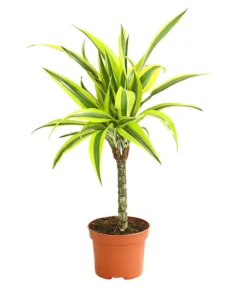 Drachenbaum - Dracaena Deremensis, Verschiedene Sorten -Pflanzen Promotion Geschäft 8408809 WE FS 004 DrachenbaumDracaenaDeremesisMixT12DehnerExpressHerzig