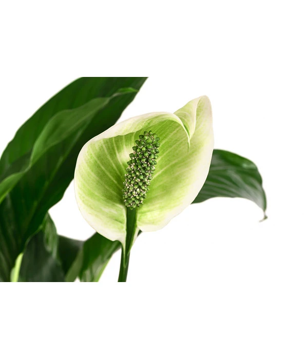 Einblatt - Spathiphyllum 'Mont Blanc', Hydrokultur 2 Einblatt - Spathiphyllum 'Mont Blanc', Hydrokultur – Bild 2