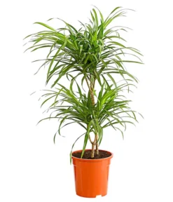 Drachenbaum - Dracaena Reflexa 'Anita'
