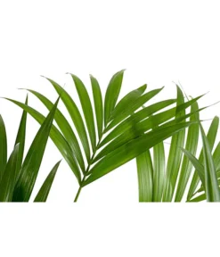 Kentia-Palme, Howea Forsteriana, Hydrokultur -Pflanzen Promotion Geschäft 8462152 PR DE 001 HoweaForsterianaKentiapalmeHydroT18T19DehnerExpressHerzig