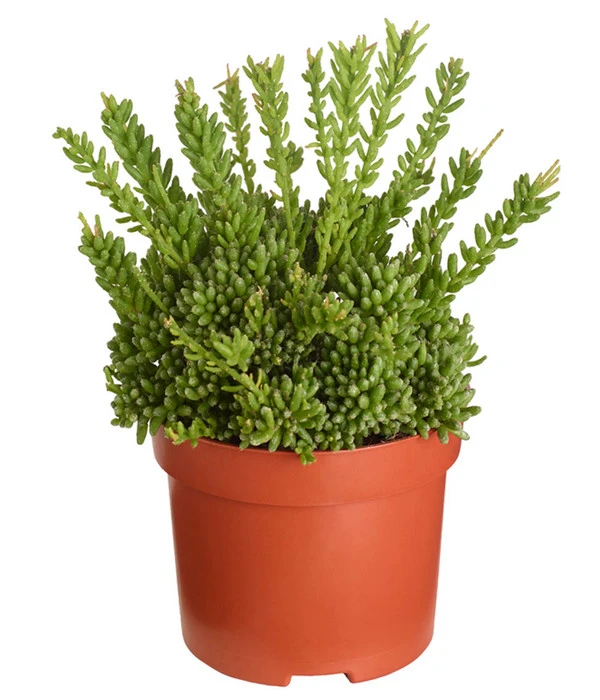 Korallenkaktus - Rhipsalis Mesembryanthoides 1 Korallenkaktus - Rhipsalis Mesembryanthoides