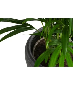 Goldfruchtpalme - Dypsis Lutescens, In Keramik -Pflanzen Promotion Geschäft 8478539 WE DE 002 GoldfruchtpalmeinKeramikT19