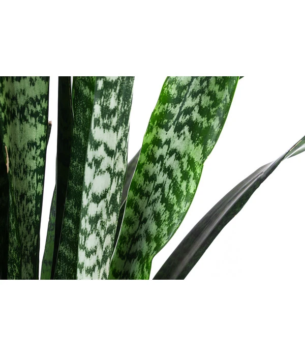 Bogenhanf - Sansevieria Zeylanica, Im Seegras-Korb 3 Bogenhanf - Sansevieria Zeylanica, Im Seegras-Korb – Bild 3