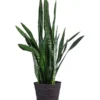 Bogenhanf - Sansevieria Zeylanica, Im Seegras-Korb