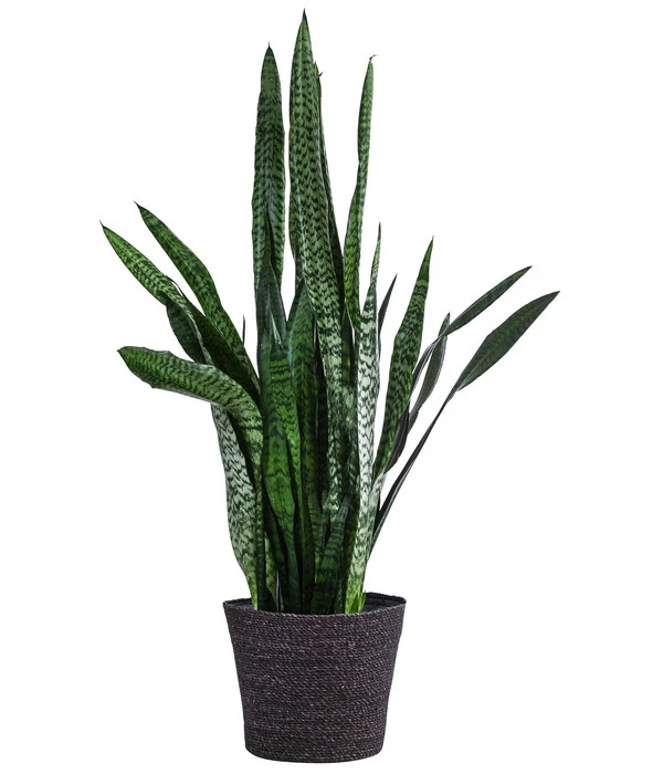 Bogenhanf - Sansevieria Zeylanica, Im Seegras-Korb 1 Bogenhanf - Sansevieria Zeylanica, Im Seegras-Korb