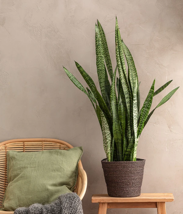Bogenhanf - Sansevieria Zeylanica, Im Seegras-Korb 2 Bogenhanf - Sansevieria Zeylanica, Im Seegras-Korb – Bild 2