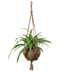 Kokodama-Ampel Grünlilie - Chlorophytum